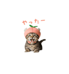 着ぐるみねこちゃん(日常)（個別スタンプ：4）