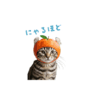 着ぐるみねこちゃん(日常)（個別スタンプ：5）