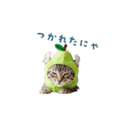 着ぐるみねこちゃん(日常)（個別スタンプ：6）