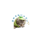 着ぐるみねこちゃん(日常)（個別スタンプ：7）