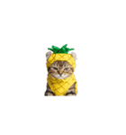 着ぐるみねこちゃん(日常)（個別スタンプ：9）