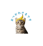 着ぐるみねこちゃん(日常)（個別スタンプ：12）