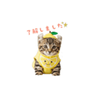着ぐるみねこちゃん(日常)（個別スタンプ：14）