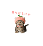 着ぐるみねこちゃん(日常)（個別スタンプ：15）