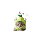 着ぐるみねこちゃん(日常)（個別スタンプ：16）
