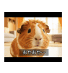 映画風 モルモット（個別スタンプ：1）