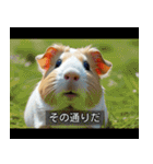 映画風 モルモット（個別スタンプ：4）