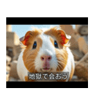 映画風 モルモット（個別スタンプ：9）