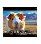 映画風 モルモット（個別スタンプ：10）