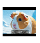 映画風 モルモット（個別スタンプ：11）