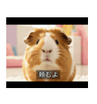 映画風 モルモット（個別スタンプ：13）