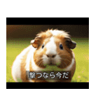 映画風 モルモット（個別スタンプ：16）