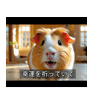 映画風 モルモット（個別スタンプ：21）