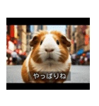 映画風 モルモット（個別スタンプ：23）