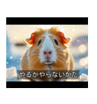 映画風 モルモット（個別スタンプ：24）