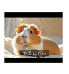 映画風 モルモット（個別スタンプ：25）