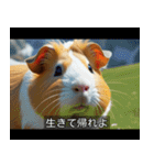 映画風 モルモット（個別スタンプ：28）