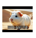 映画風 モルモット（個別スタンプ：32）