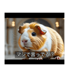 映画風 モルモット（個別スタンプ：35）