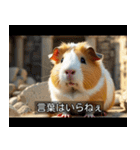 映画風 モルモット（個別スタンプ：36）