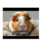映画風 モルモット（個別スタンプ：39）