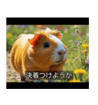 映画風 モルモット（個別スタンプ：40）