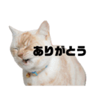 ゆずスタンプだにゃん3（個別スタンプ：2）