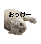 ゆずスタンプだにゃん3（個別スタンプ：6）