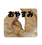 ゆずスタンプだにゃん3（個別スタンプ：15）