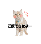 ゆずスタンプだにゃん3（個別スタンプ：36）