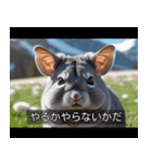 映画風 チンチラ（個別スタンプ：24）