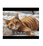 映画風 ねこ（個別スタンプ：1）