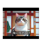 映画風 ねこ（個別スタンプ：20）