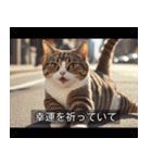 映画風 ねこ（個別スタンプ：21）