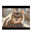 映画風 ねこ（個別スタンプ：27）