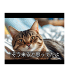 映画風 ねこ（個別スタンプ：31）