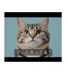 映画風 ねこ（個別スタンプ：35）
