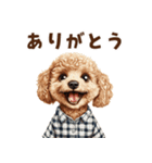 がんばる父トイプードル（個別スタンプ：4）
