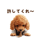 がんばる父トイプードル（個別スタンプ：36）