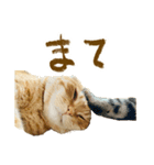 ニケとラグのほんわかスタンプ（個別スタンプ：23）