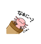 まいにちウーパー（個別スタンプ：6）