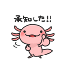 まいにちウーパー（個別スタンプ：10）