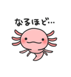 まいにちウーパー（個別スタンプ：37）