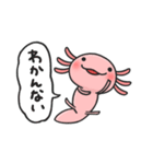 まいにちウーパー（個別スタンプ：40）