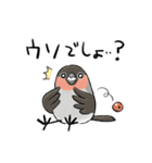 ゆるふわ野鳥スタンプ4（個別スタンプ：24）