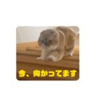 ぽんた師匠の日常で使えるスタンプ第3弾（個別スタンプ：2）
