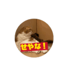 ぽんた師匠の日常で使えるスタンプ第3弾（個別スタンプ：3）