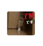 ぽんた師匠の日常で使えるスタンプ第3弾（個別スタンプ：4）