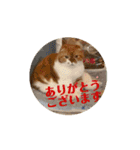 ぽんた師匠の日常で使えるスタンプ第3弾（個別スタンプ：6）