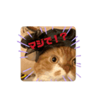 ぽんた師匠の日常で使えるスタンプ第3弾（個別スタンプ：9）